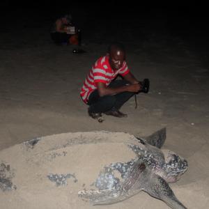 Nesting leatherback turtle during field training and turtle monitoring at Mankoadze. ©Dan  Barbour