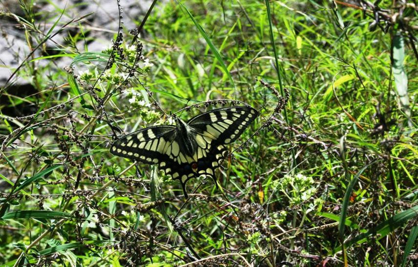 A Swallowtail butterfly.