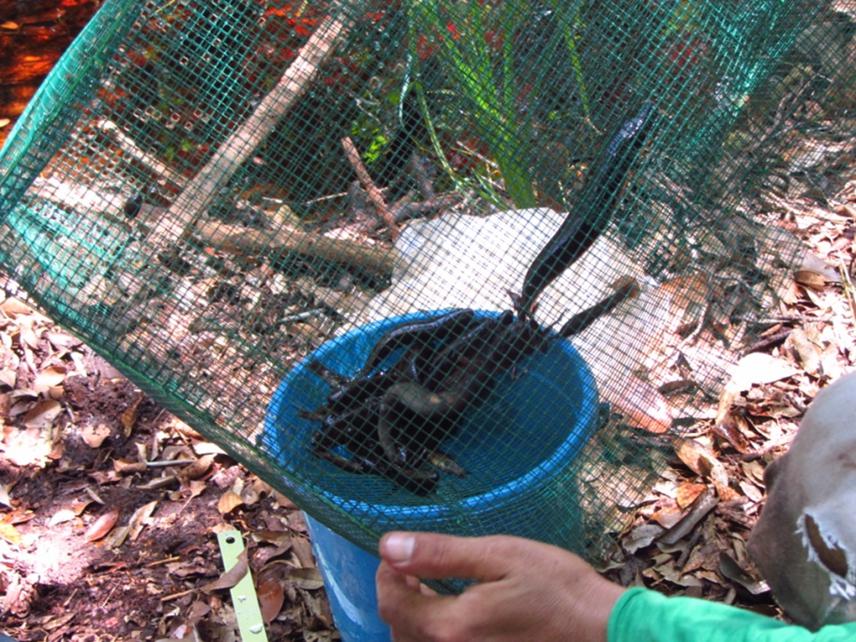 Fish caught in one of the traps in the forest.