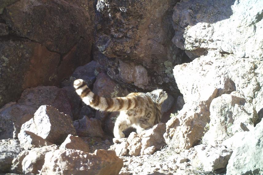 Andean cat photographed by a camera trap in the high Andes of Tarapacá Region.