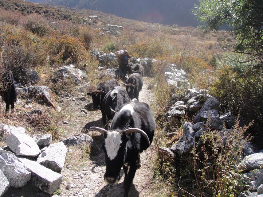 Livestock herding is a traditional practices in Langtang National Park.
