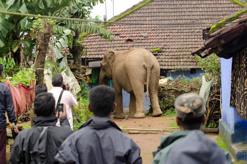 Elephant in a residential colony in Monica estate.