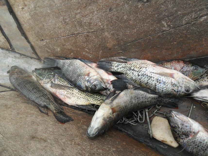 Large size (15-17 cm total length) Jipe Tilapia from the fishermen catches in November 2015.