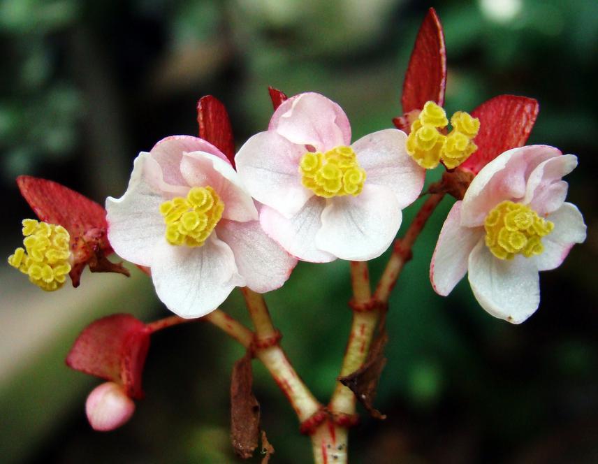 Begonia panchtharensis S. Rajbhandary, a newly reported endemic plant of Nepal. © Sangeeta Rajbhandary.