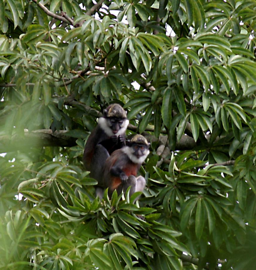 A couple of red-bellied monkey grooming on Ceiba pentandra tree in the forest.