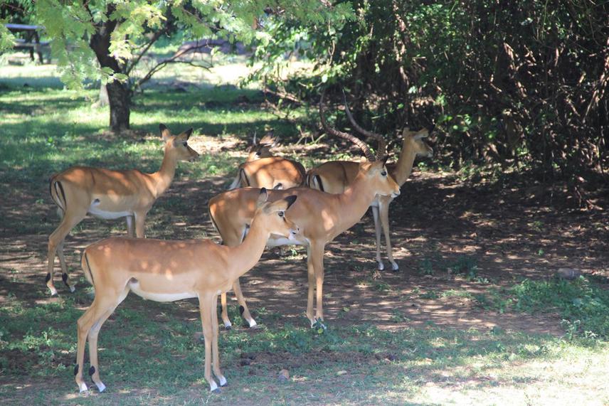 Free-roaming impalas also share similar habitat to the Sitatunga antelope, however, the Sitatunga antelope are way more camera shy and difficult to capture in the wild.