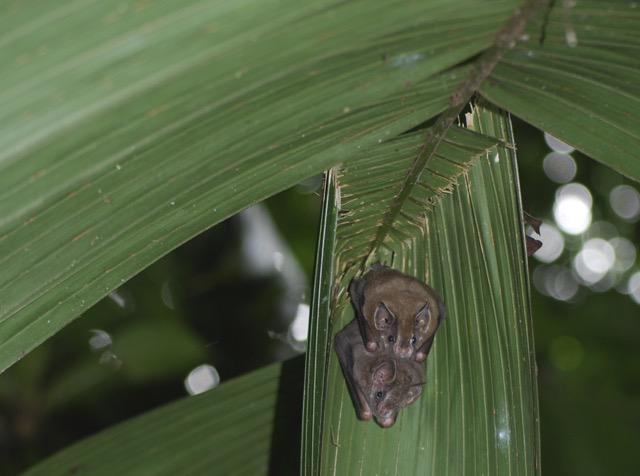 Two Artibeus watsoni in a bifid tent roost built on a Geonoma palm.