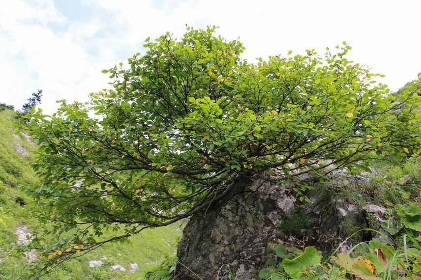Fine specimen of Betula megrelica on the north face of Mt Migaria.