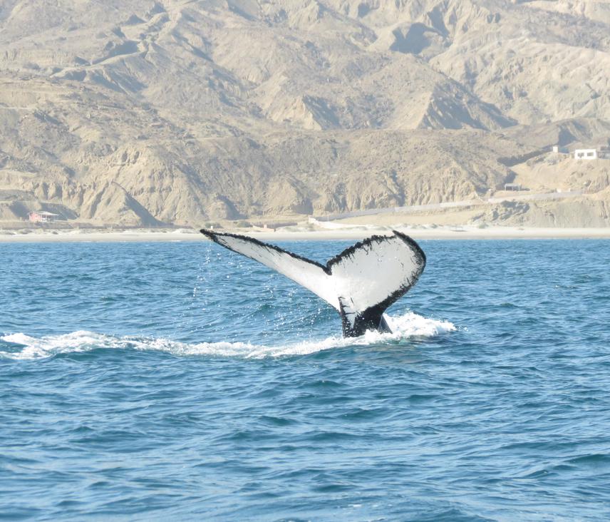 Humpback whale (Megaptera novaeanglia). © Ana M. Garcia Cegarra