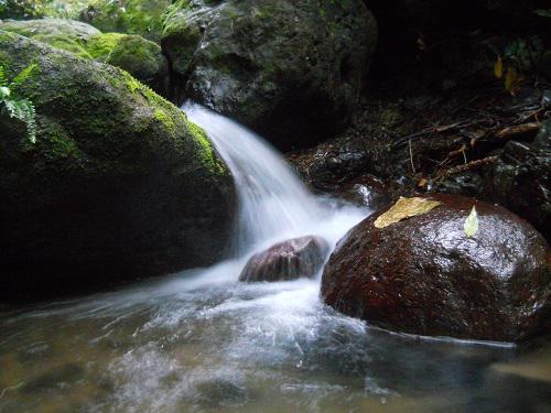 Stream in Pristine Forest.