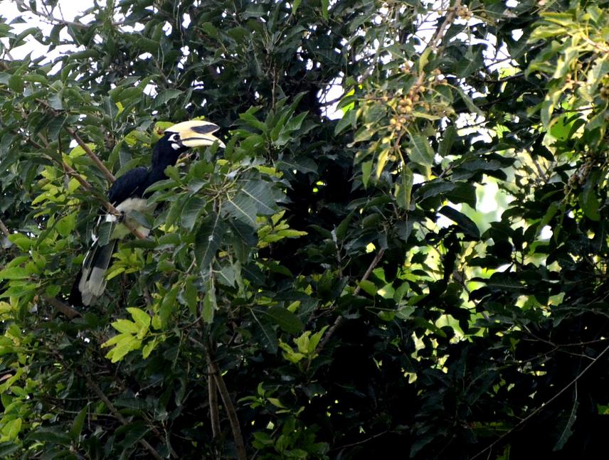 Oriental Pied Hornbill observed feeding on fig fruit.