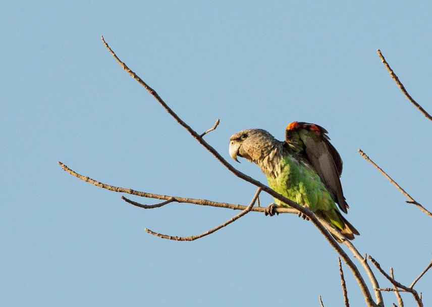 Grey headed Parrot, Liwonde National Park. © Bentley Palmer.