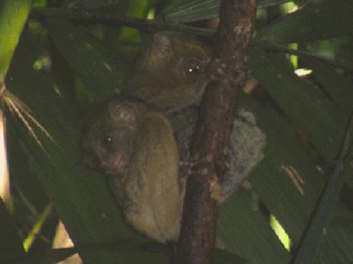 An adult female with her offspring at their sleeping site.