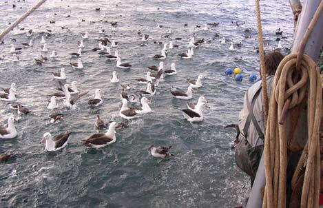Mixed flock of seabirds species counted after haul.