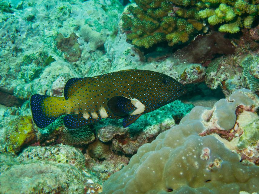 The highly adaptible peacock grouper. © Jordi Pages