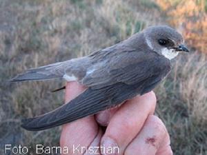 One of the recaptured sand martins.