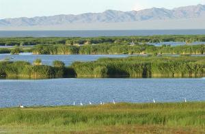 Khar Us Lake National Park, an important bird area in Mongolia.