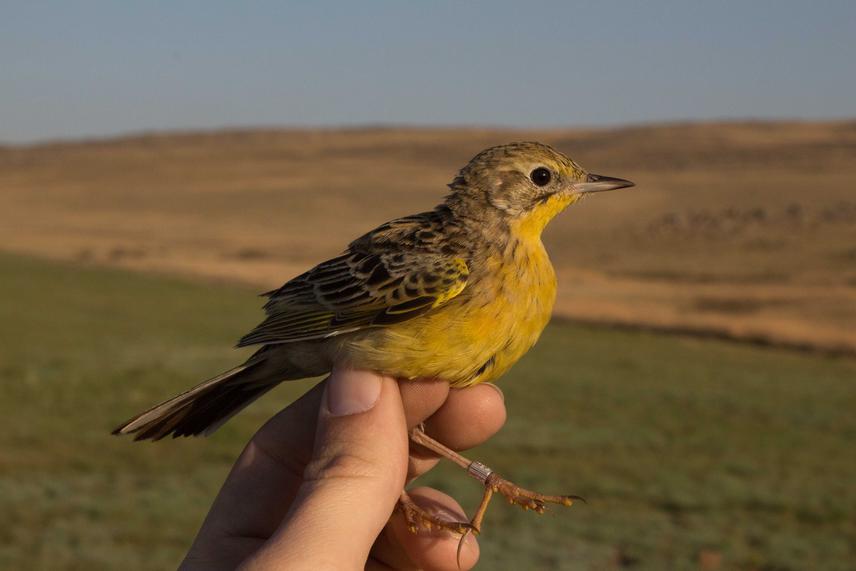 Yellow-breasted Pipit in the hand.