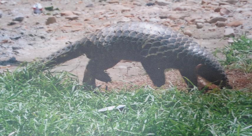 Chinese Pangolin found in study area during field visit.