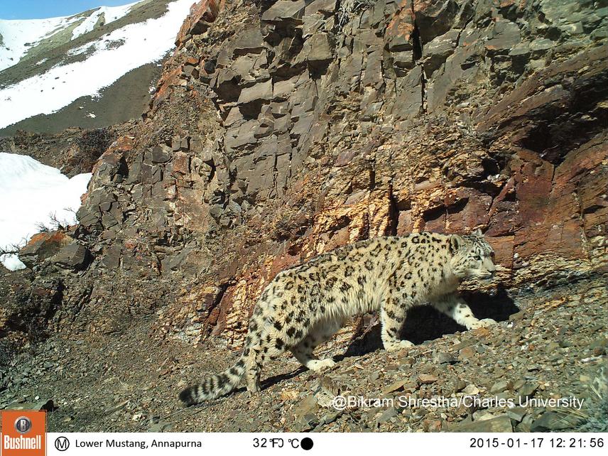 Snow leopard. © Bikram Shrestha.