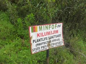 Plantlife Sanctuary of Kilum-Ijim. Photo by Ache Neh Acha.