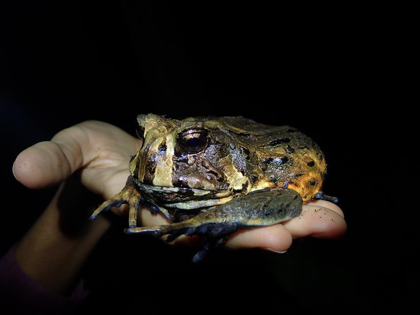 The uncommon Bahia Forest Frog (Macrogenioglottus alipioi).