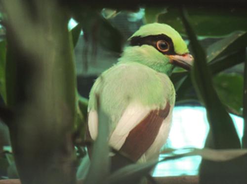 One of the fledglings Javan Green Magpie.
