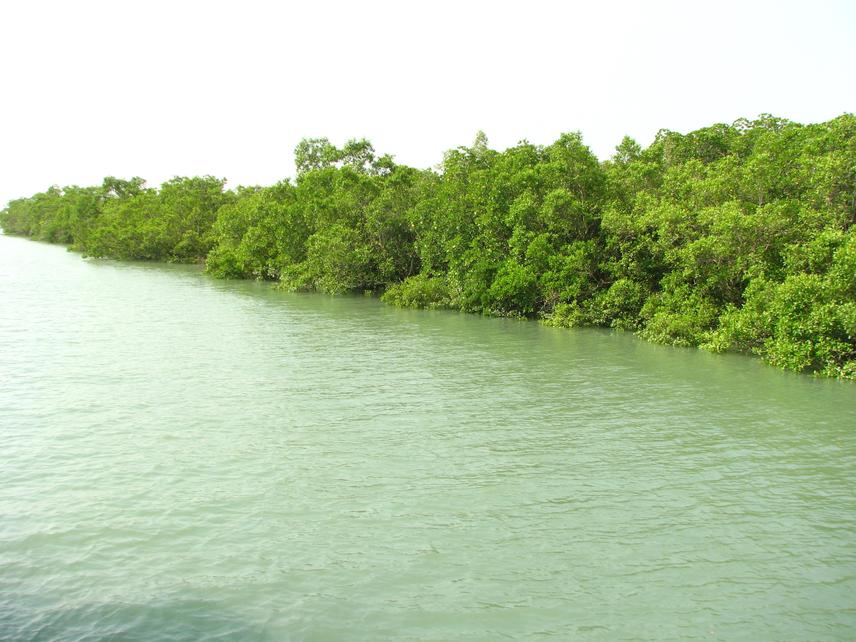 Mangrove - Lifeline of Sunderbans.