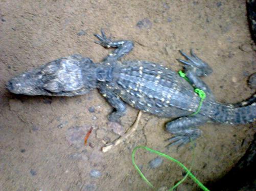 A live captured African Dwarf Crocodile (Osteolamus tetrapis)by a hunter.