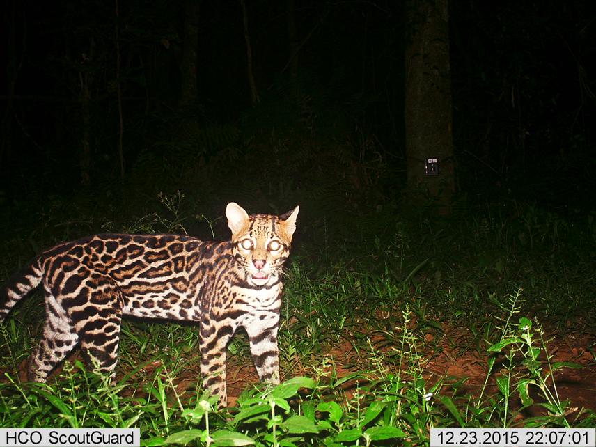 Leopardus pardalis.