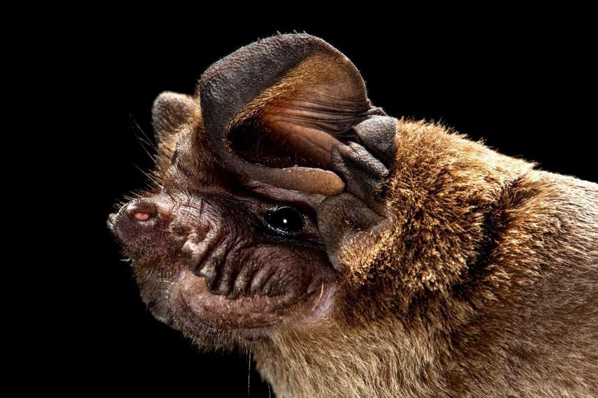 Wrinkle-lipped bat Chaerephon plicatus. © Merlin Tuttle