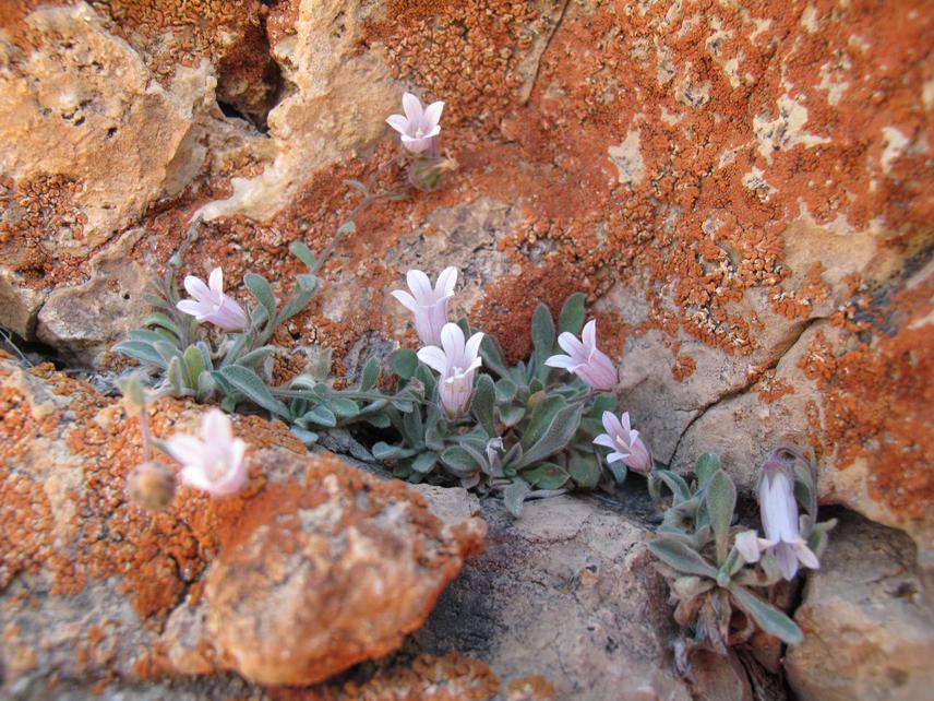 Campanula lourica, an endemic plant in Alborz Mts. Golestanak Protected Area
