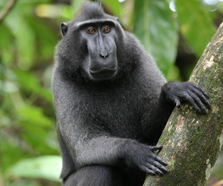 Crested macaque