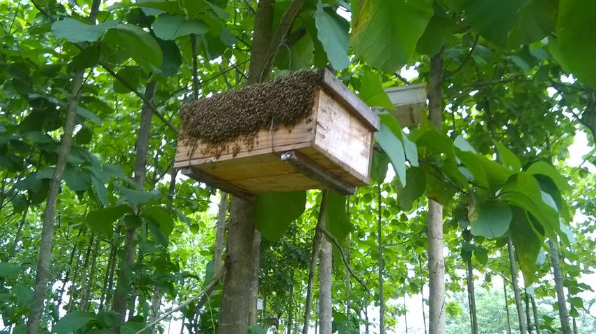 One of the project beehive mounted on tree present at encroached area of  Magombera forest.
