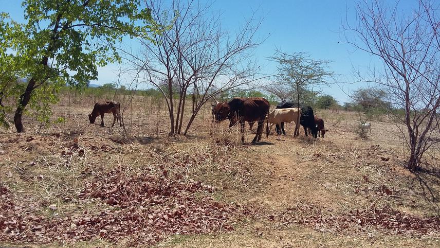 Cattle and goats grazing in dry Mbire district. The dry conditions make riparian wetlands human-wildlife conflict hot spots as people, livestock and wildlife share these key resources.