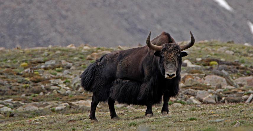 Wild yak in Gyau Khola.