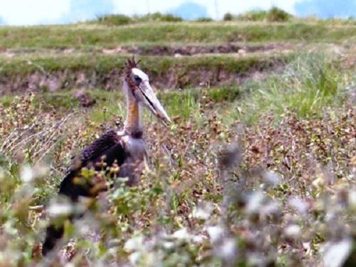 Lesser Adjutant Stork foraging at Lumbini.