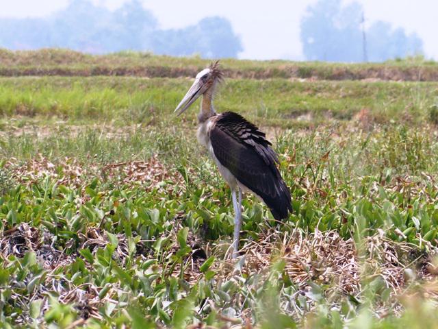 Lesser Adjutant Stork, at Kudabagar VDC, Lumbini.