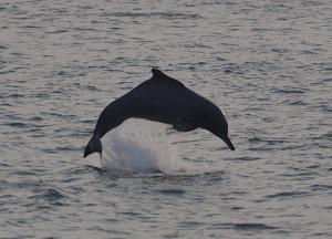 An Indian humpback dolphin leaping in the close vicinity of an active purse seine.