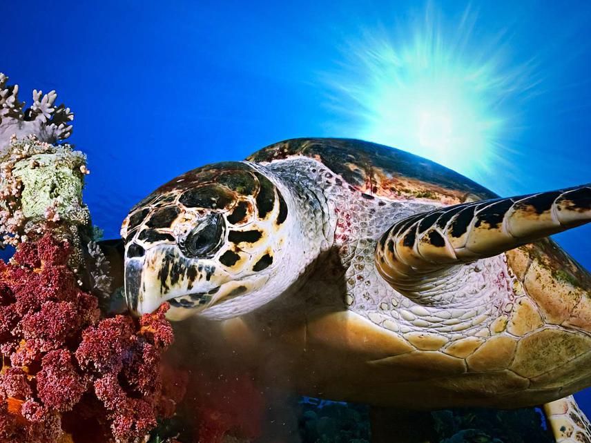 Hawksbill turtle.