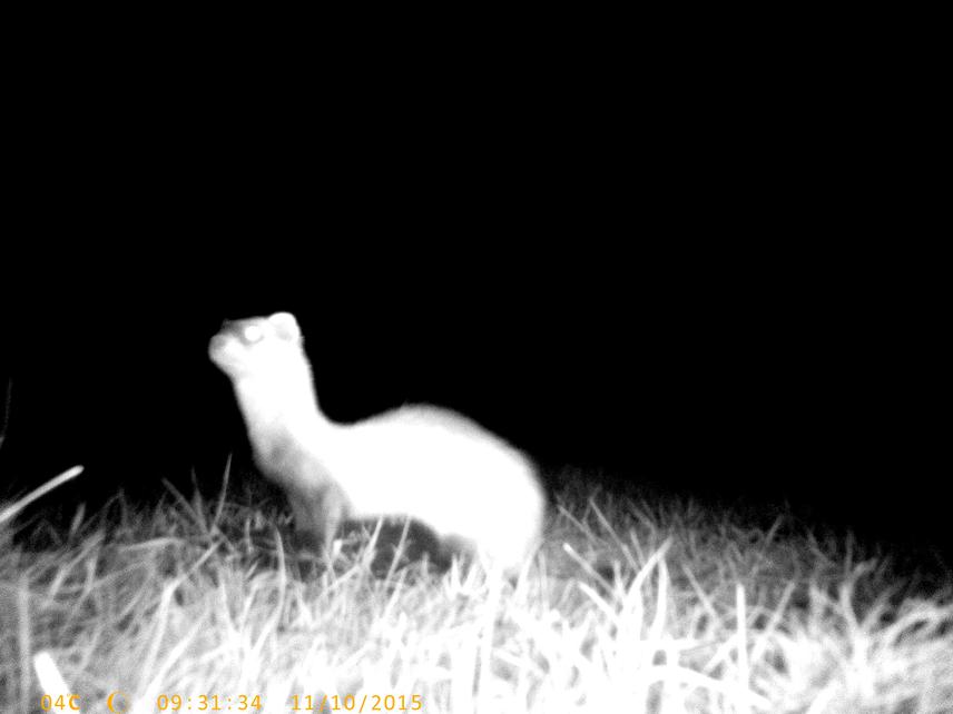 Steppe Polecat at Great Souslik colony (Camera trap picture. Date is not correct. Some problems with low temperature).