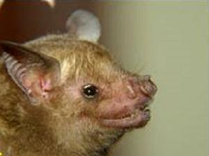 Cuban fruit-eating bat (Brachyphylla nana).