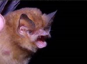Greater funnel-eared bat (Natalus primus).