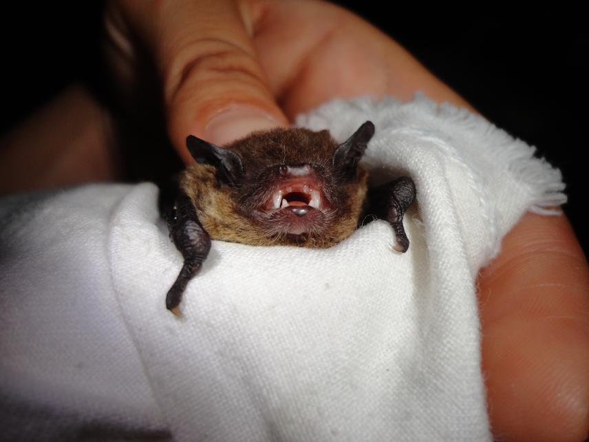 An insectivorous bat (Eptesicus furinalis) captured for reference call recording.