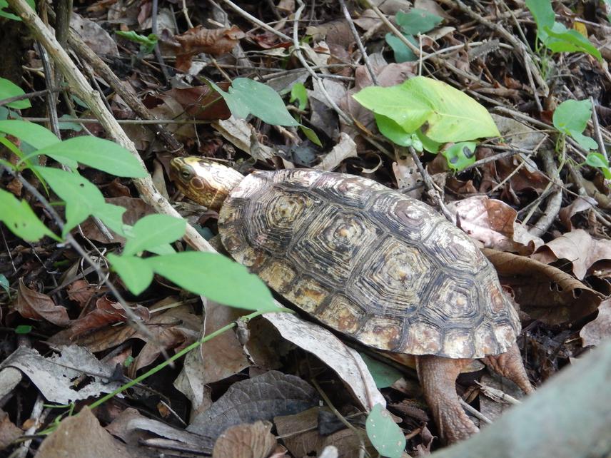A female Mexican spotted wood turtle (Rhinoclemmys rubida perixantha) as observed in the field.