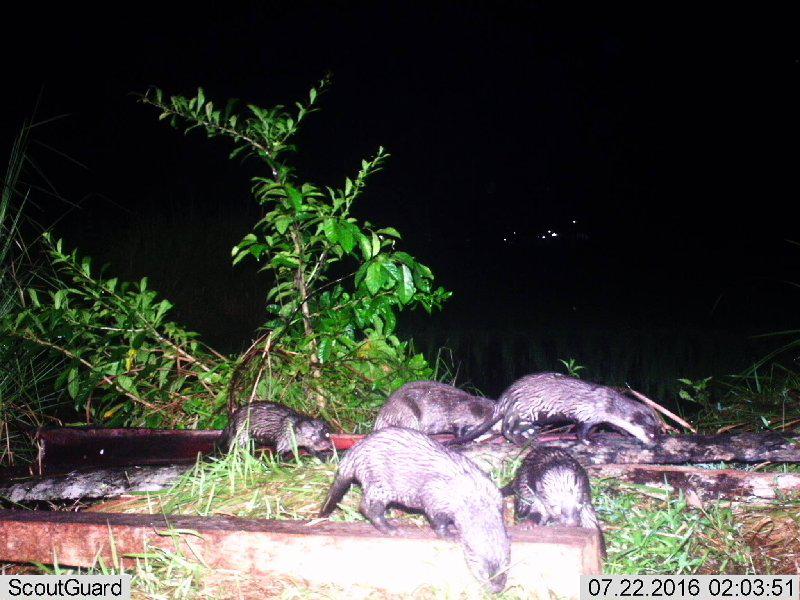 A group of small-clawed otter.