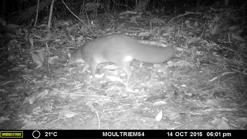 A Falanouc (Eupleres goudotii), a species that was not known to occur in the Betampona Natural Reserve and captured on camera traps