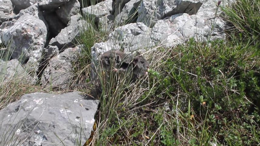 Martinos Snow vole feeding on local plants.
