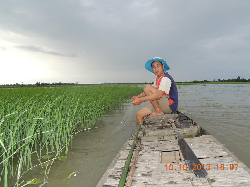 Farmers collect wild fish in the floating rice fields during the flood season in Vinh Phuoc commune