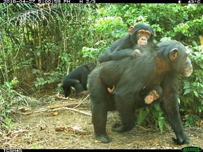 Chimpanzees caught on camera trap.